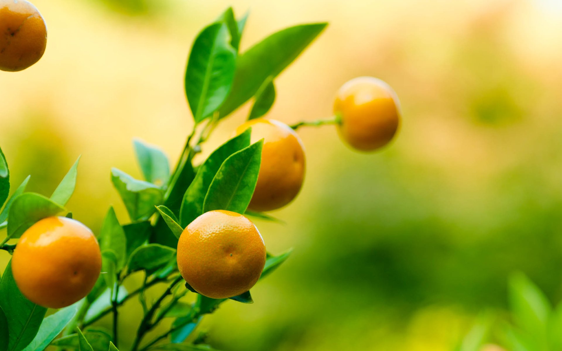 mandarin tangerine leaves branch fruit