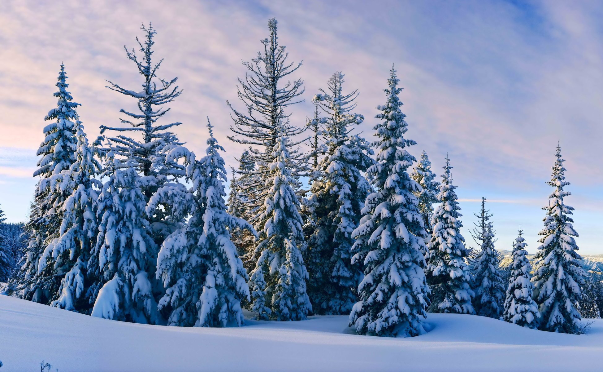 invierno nieve abeto cielo nubes noche