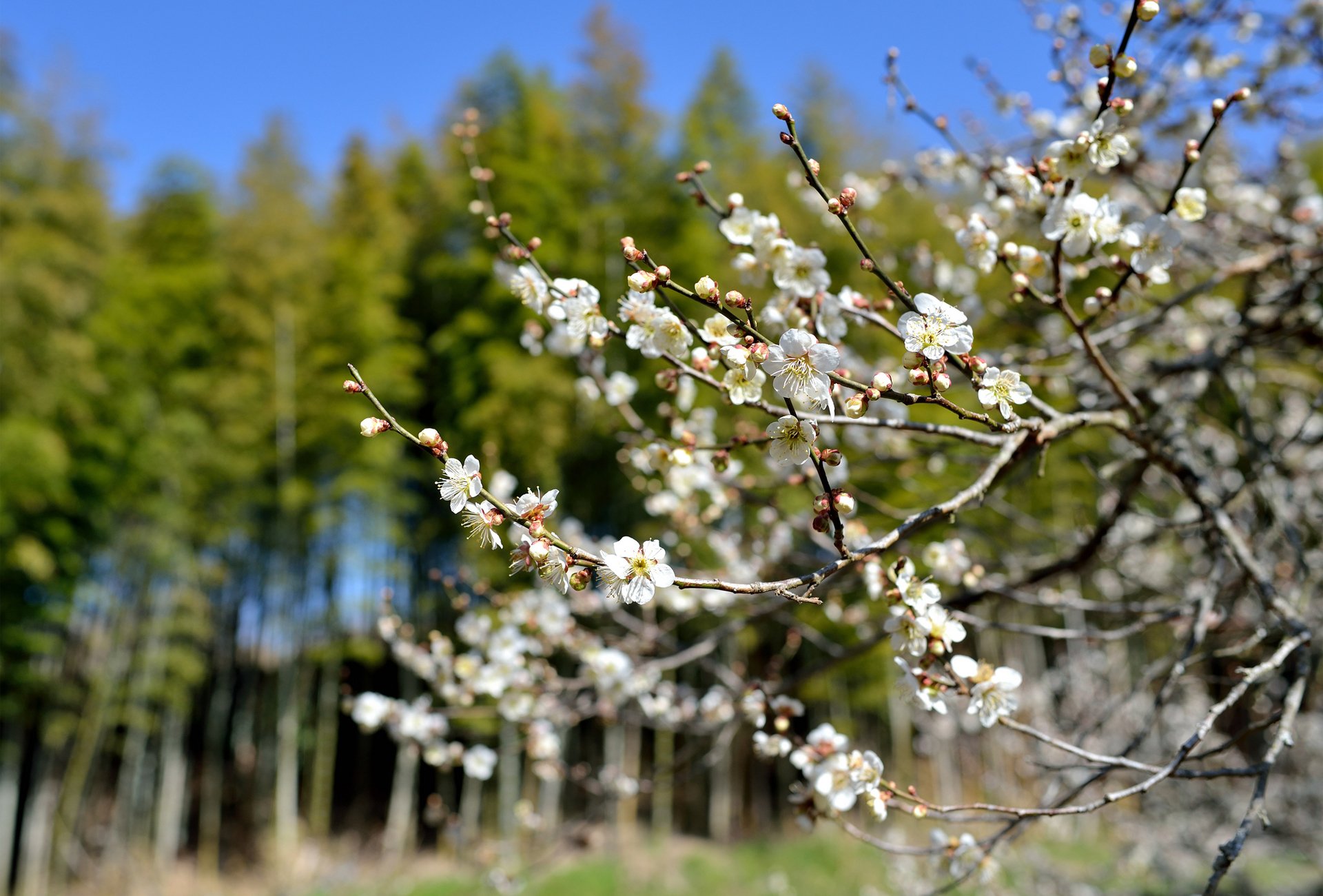 primavera albero fioritura fiori soleggiato