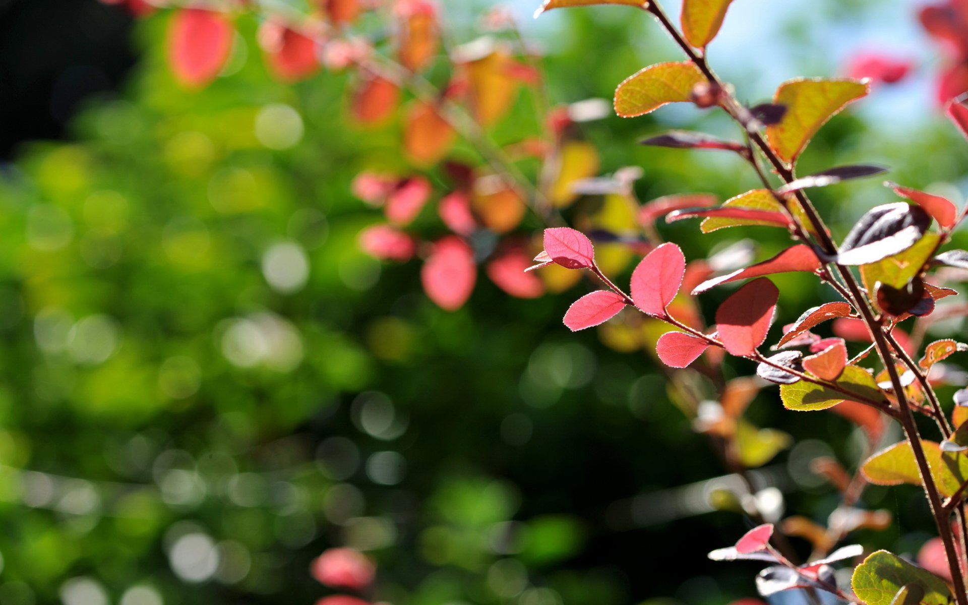 branch leaves close up nature