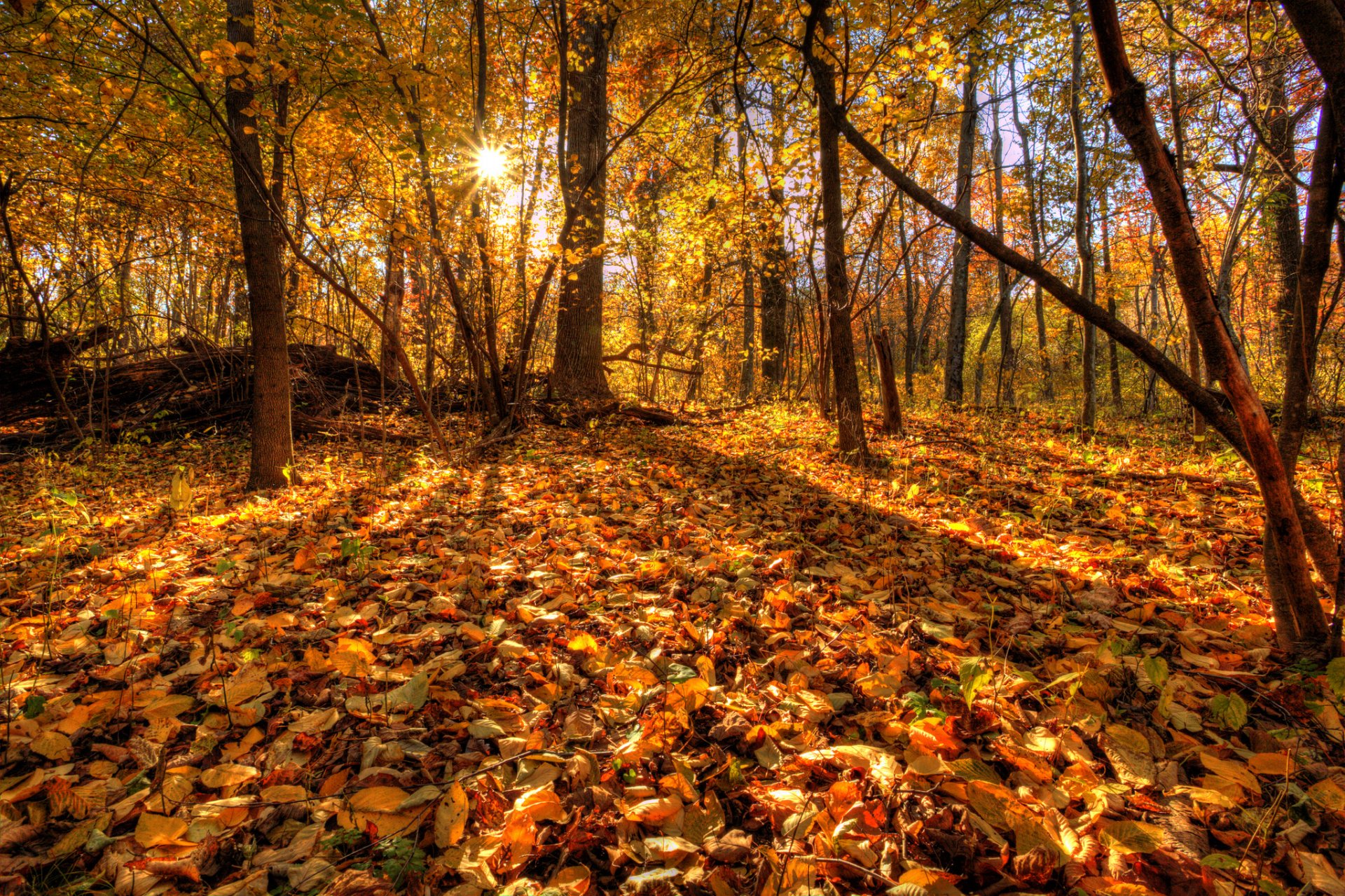 árboles bosque hojas otoño