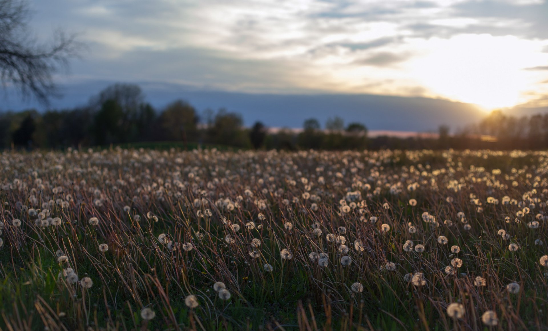 denti di leone fiori alberi campo radura estate sera tramonto sole cielo nuvole nuvole