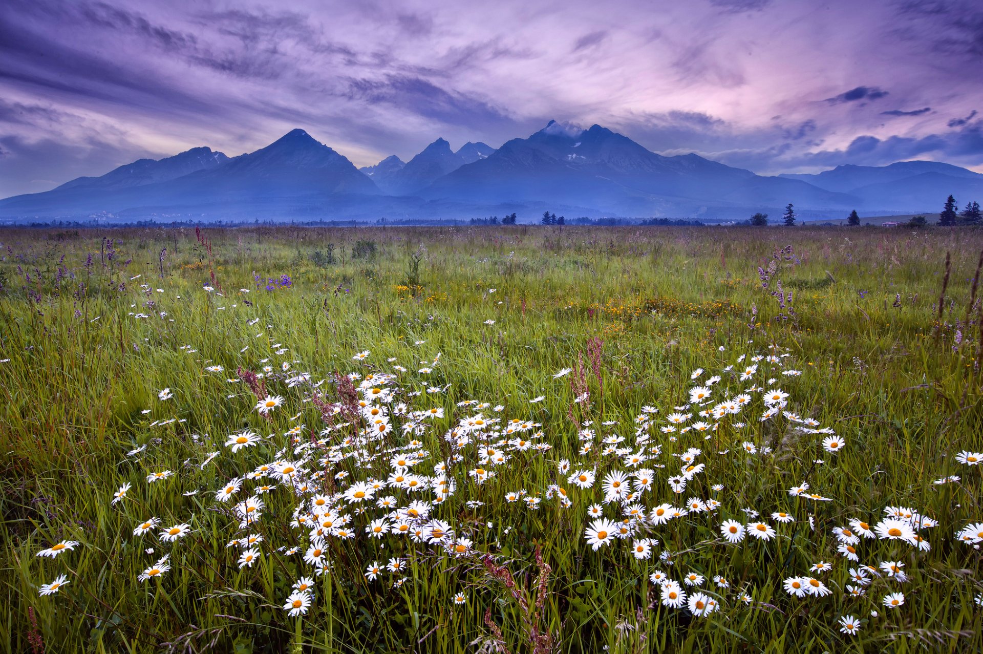 lovakia tatras grass flower chamomile mountain night lilac sky clouds landscape