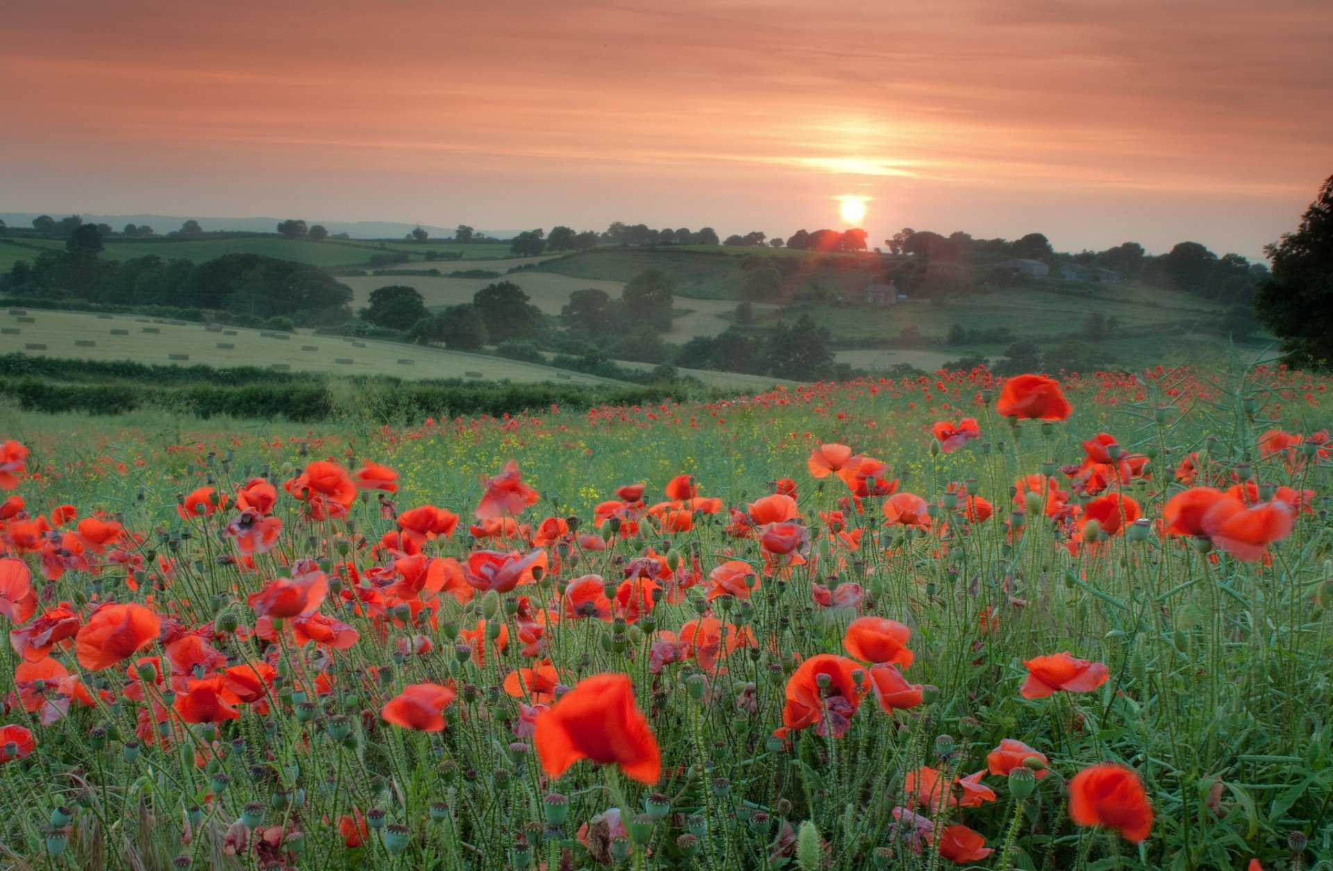 campo papaveri rosso fiori erba alberi sera tramonto sole arancione cielo