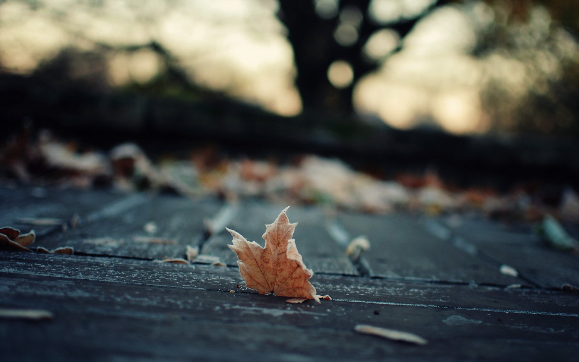 blatt herbst makro