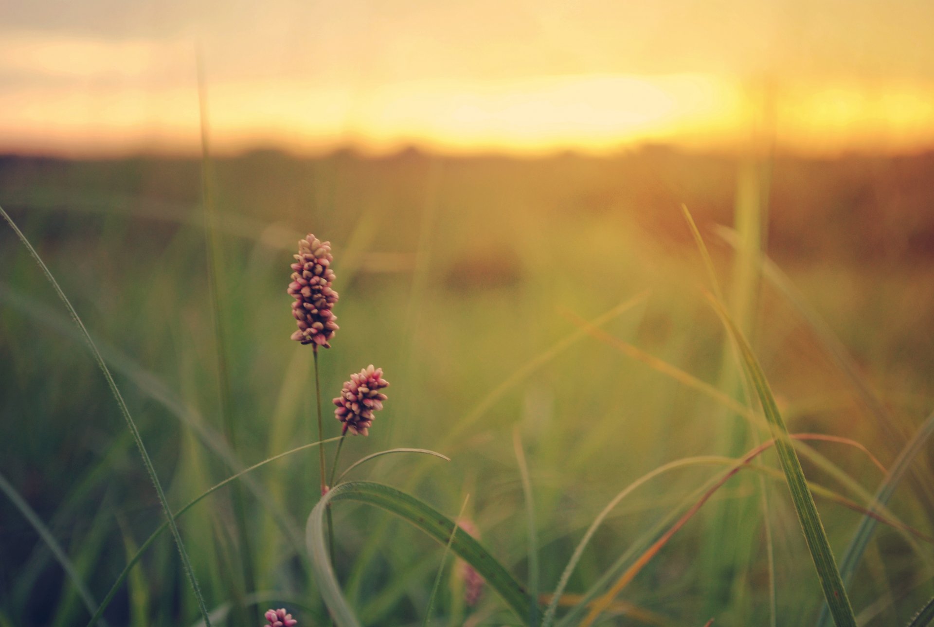 grass the field sunset green summer flower