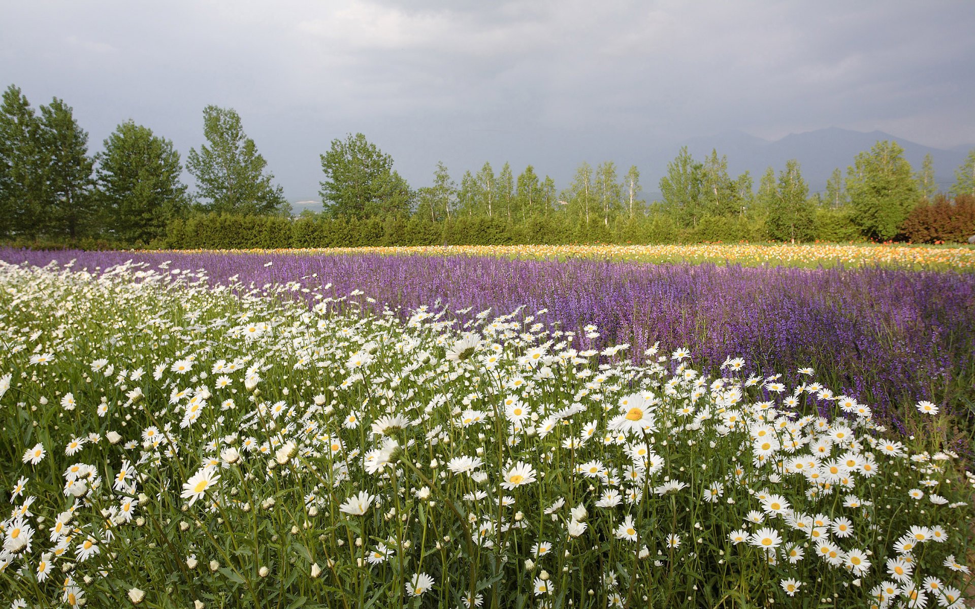 champ fleurs marguerites coquelicots été arbres sur horizon montagnes