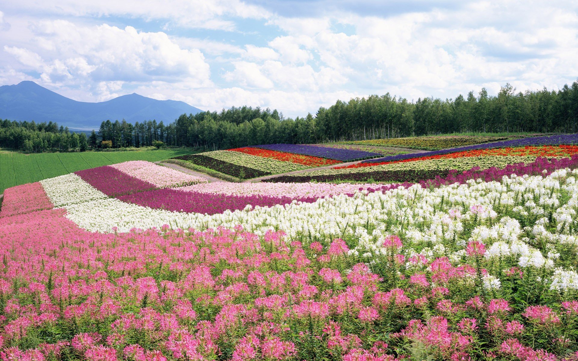 sommer feld blumen wald berge himmel wolken