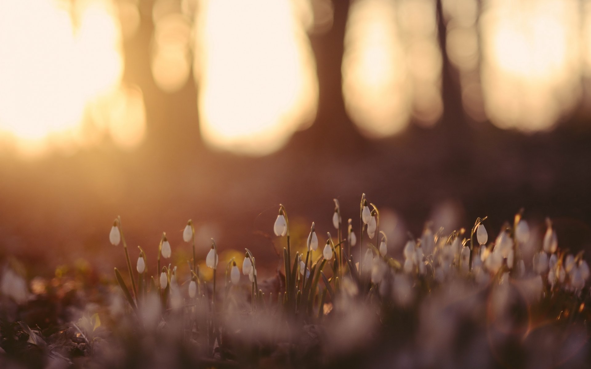 flower forest nature