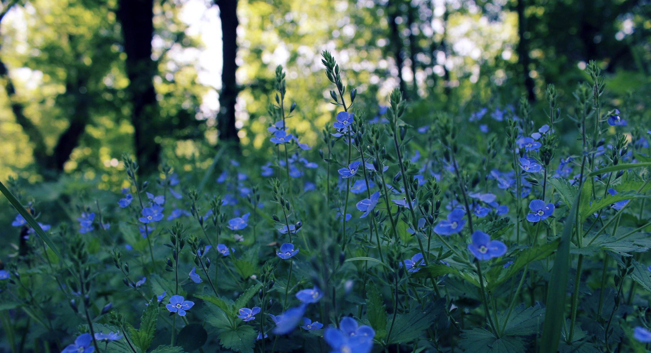 kwiaty niebieski wiosna pole wieczór pasemka bokeh