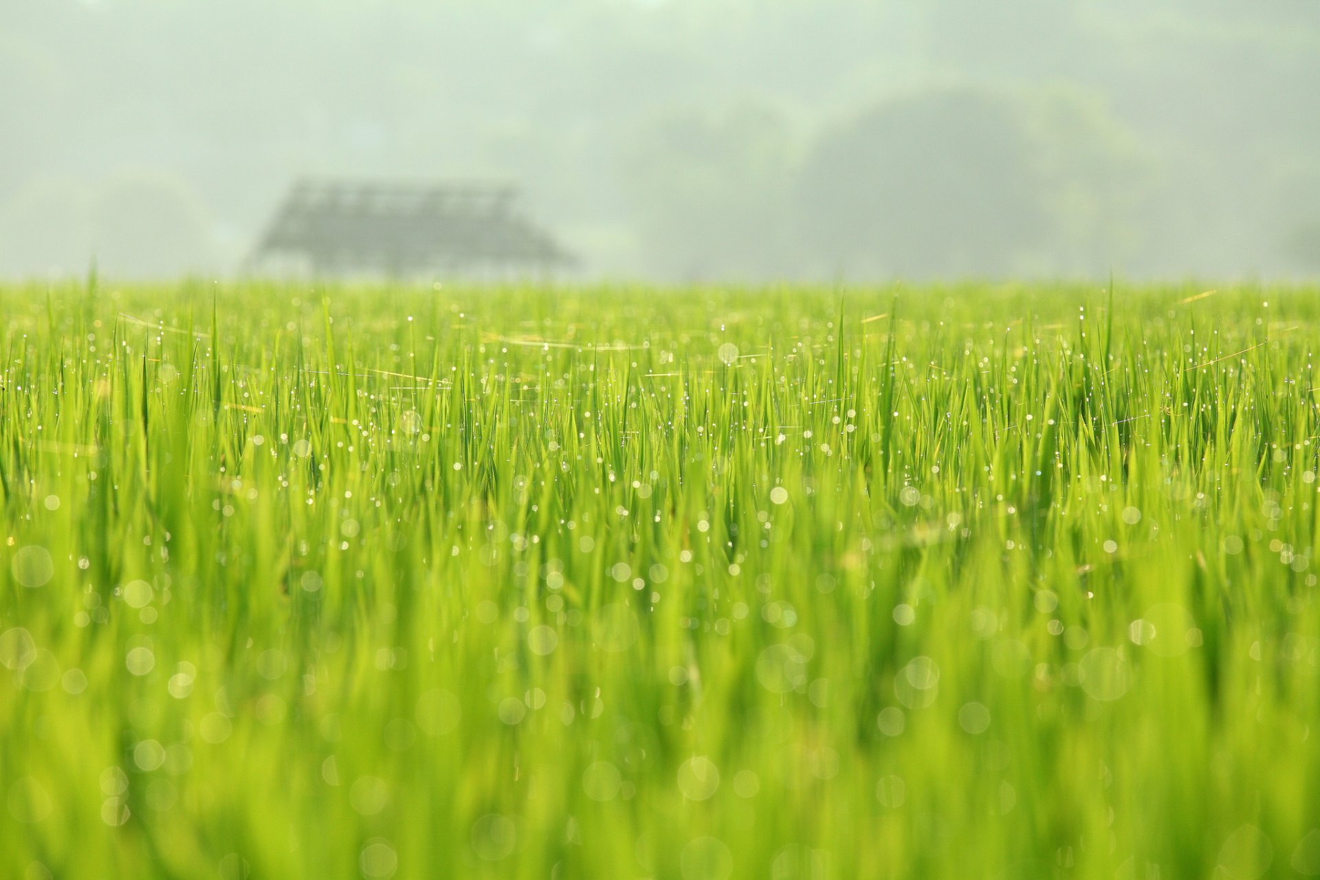 natura campo rugiada verde maggio primavera agosto juan fotografia