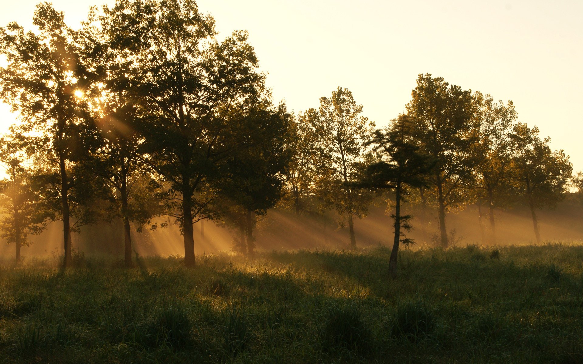 forest morning summer grass fog