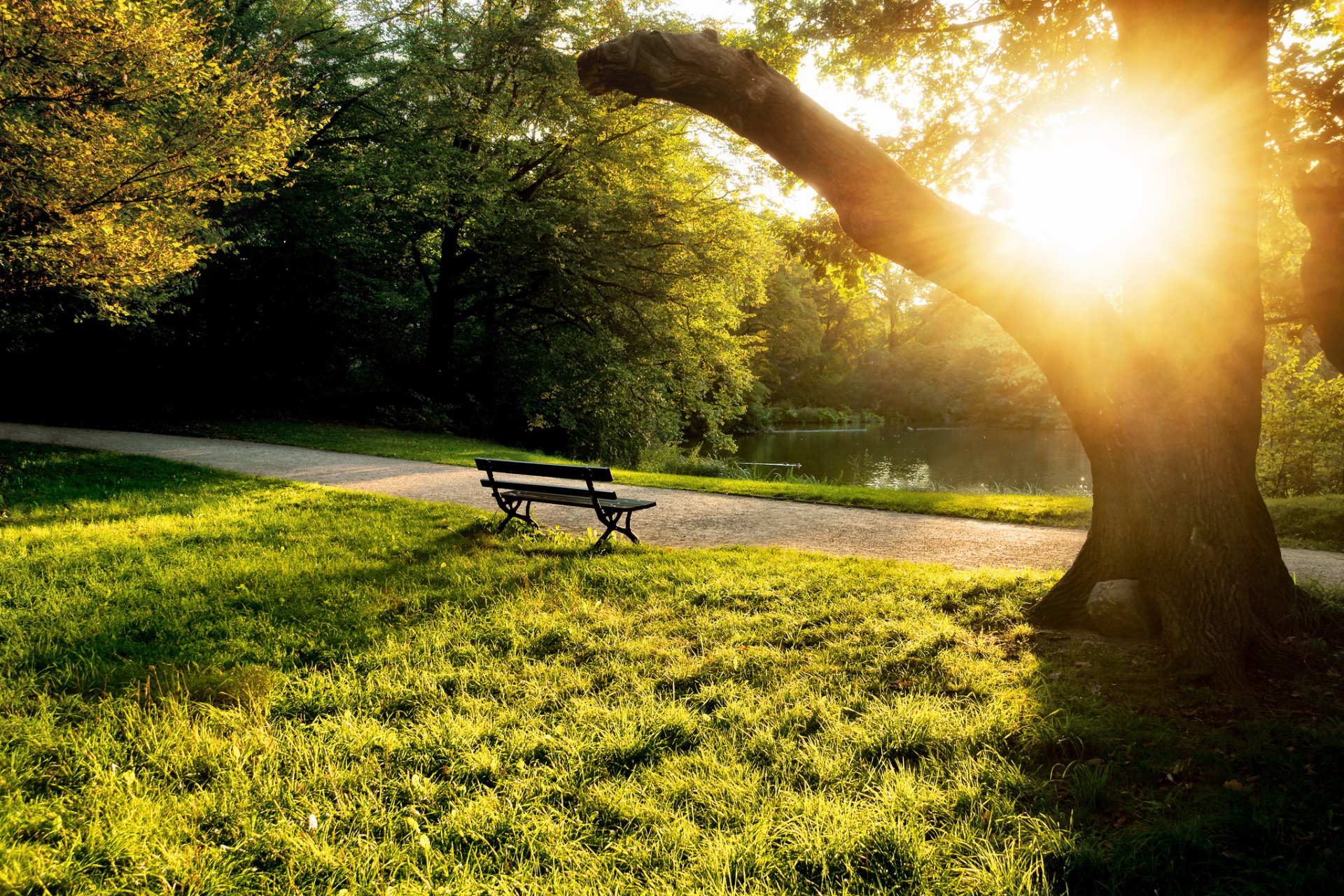 ummer sun tree grass trees bench bench bench pond evening