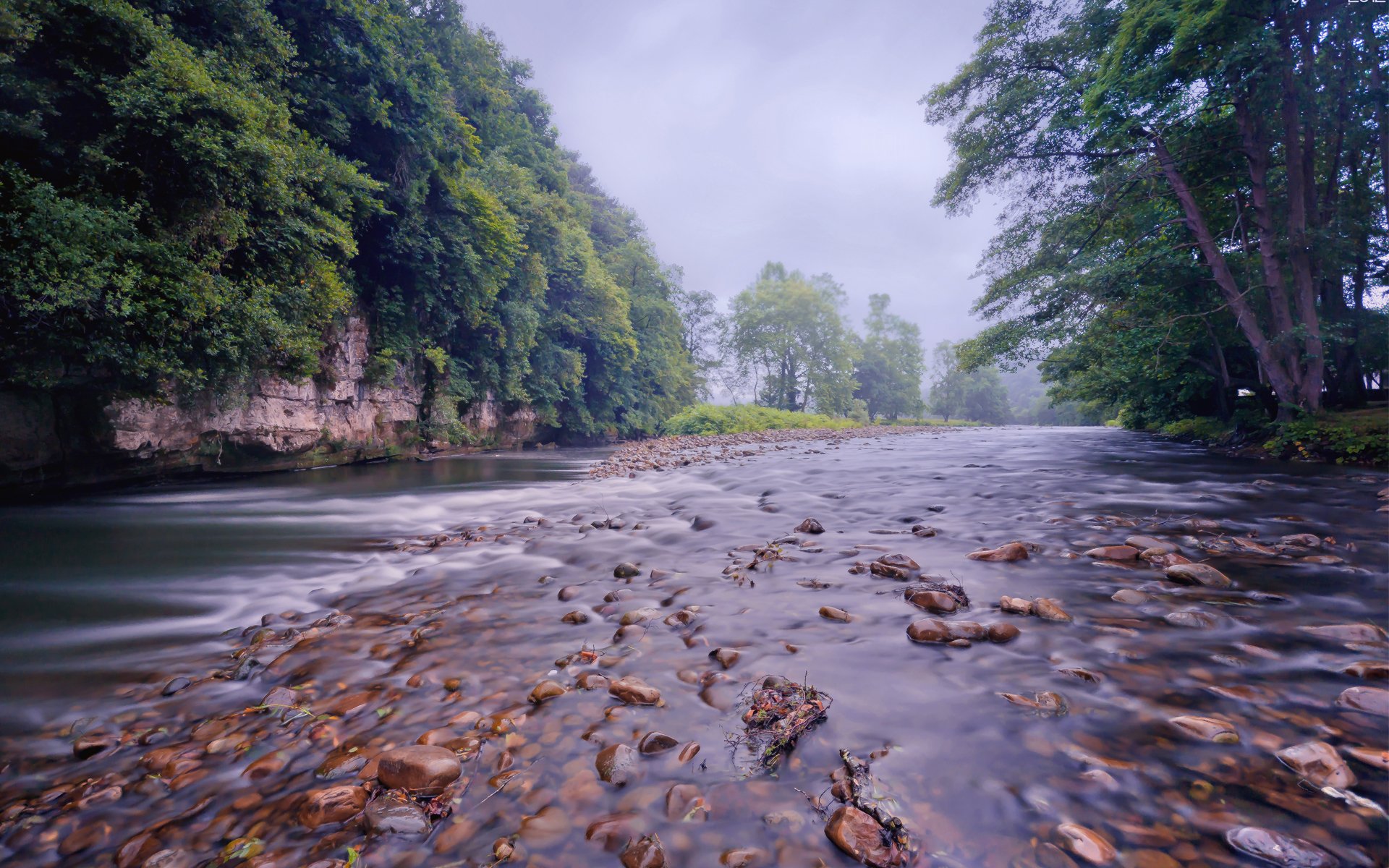 wald fluss fluss steine gestrandet strom bäume