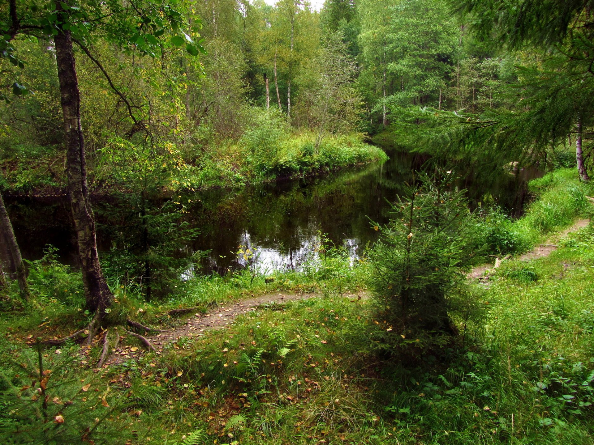 forest river tree thickets christmas tree