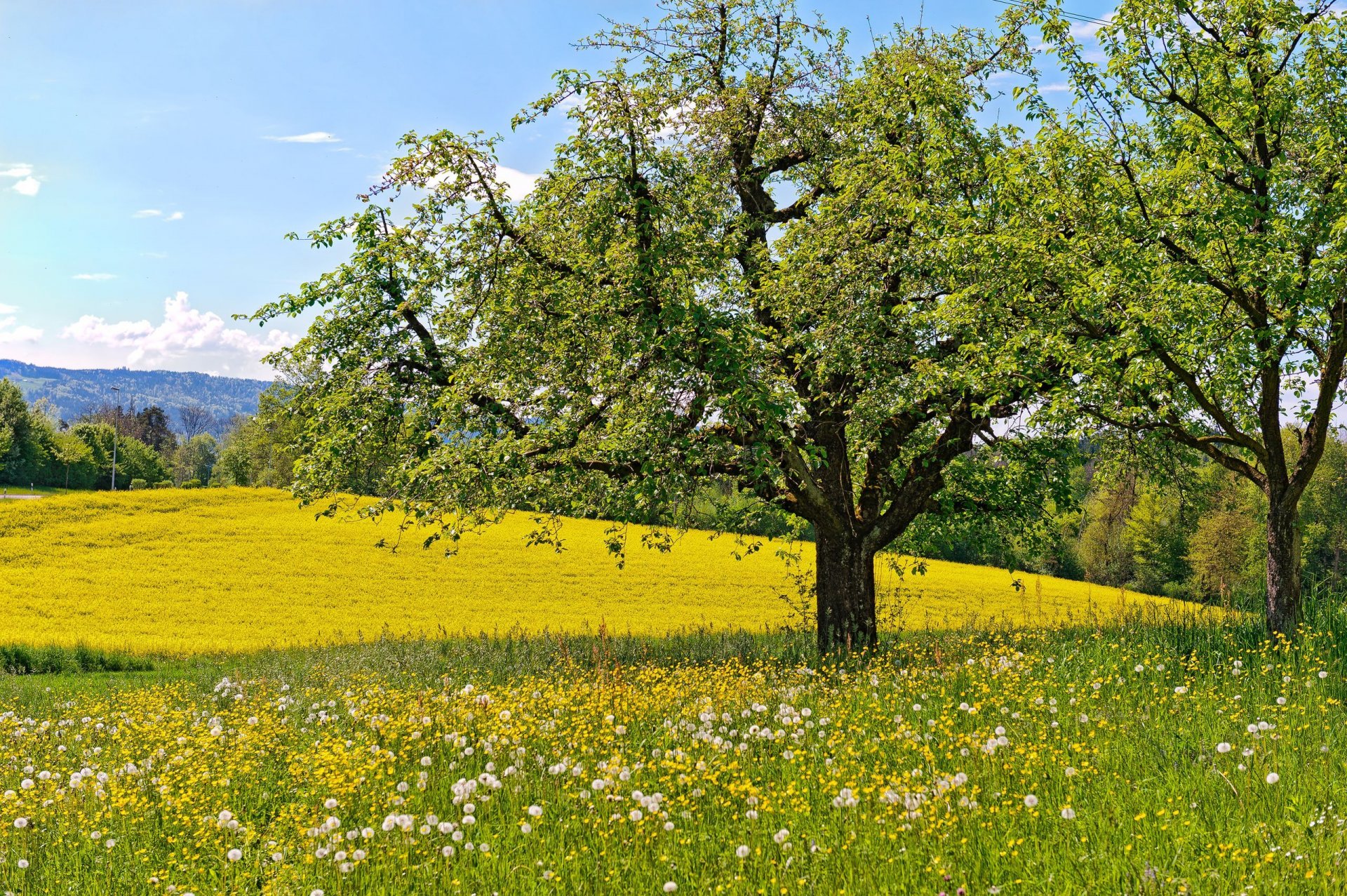 pradera flores dientes de león árboles primavera