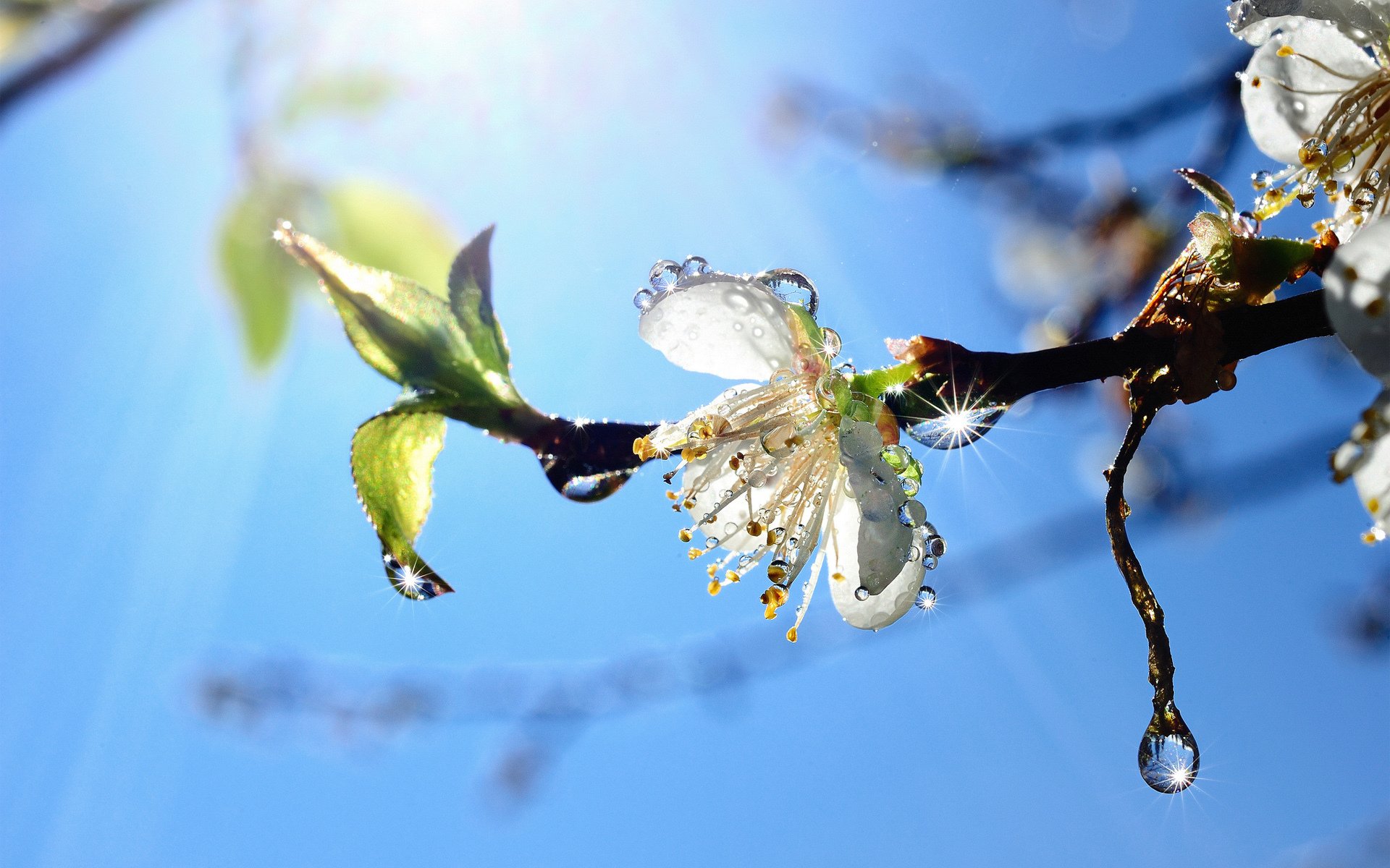 ky branch tree flower drops spring