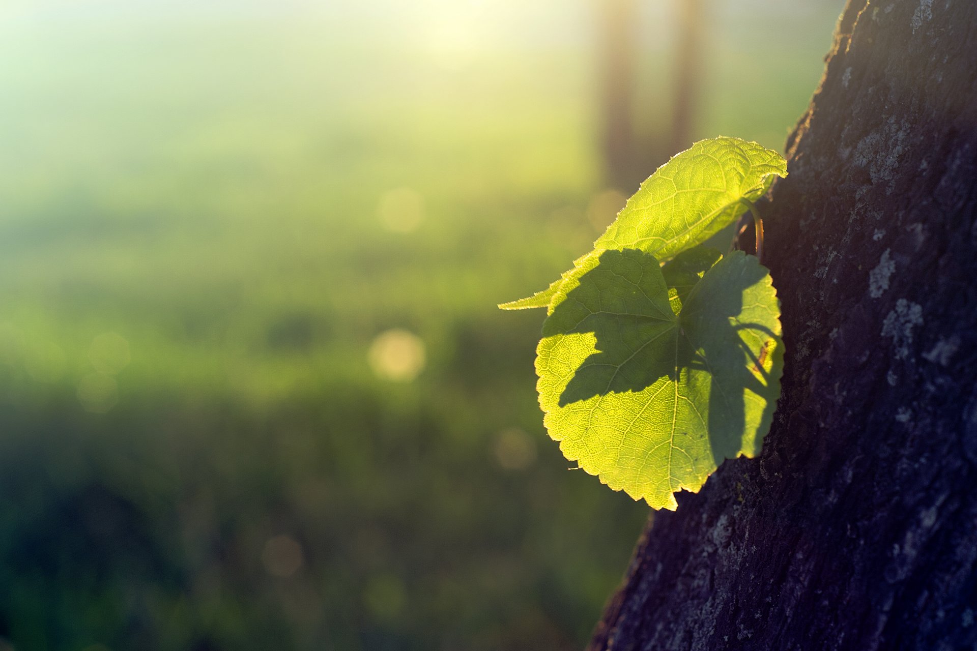 natur baum rinde blätter sprossen triebe sonne licht