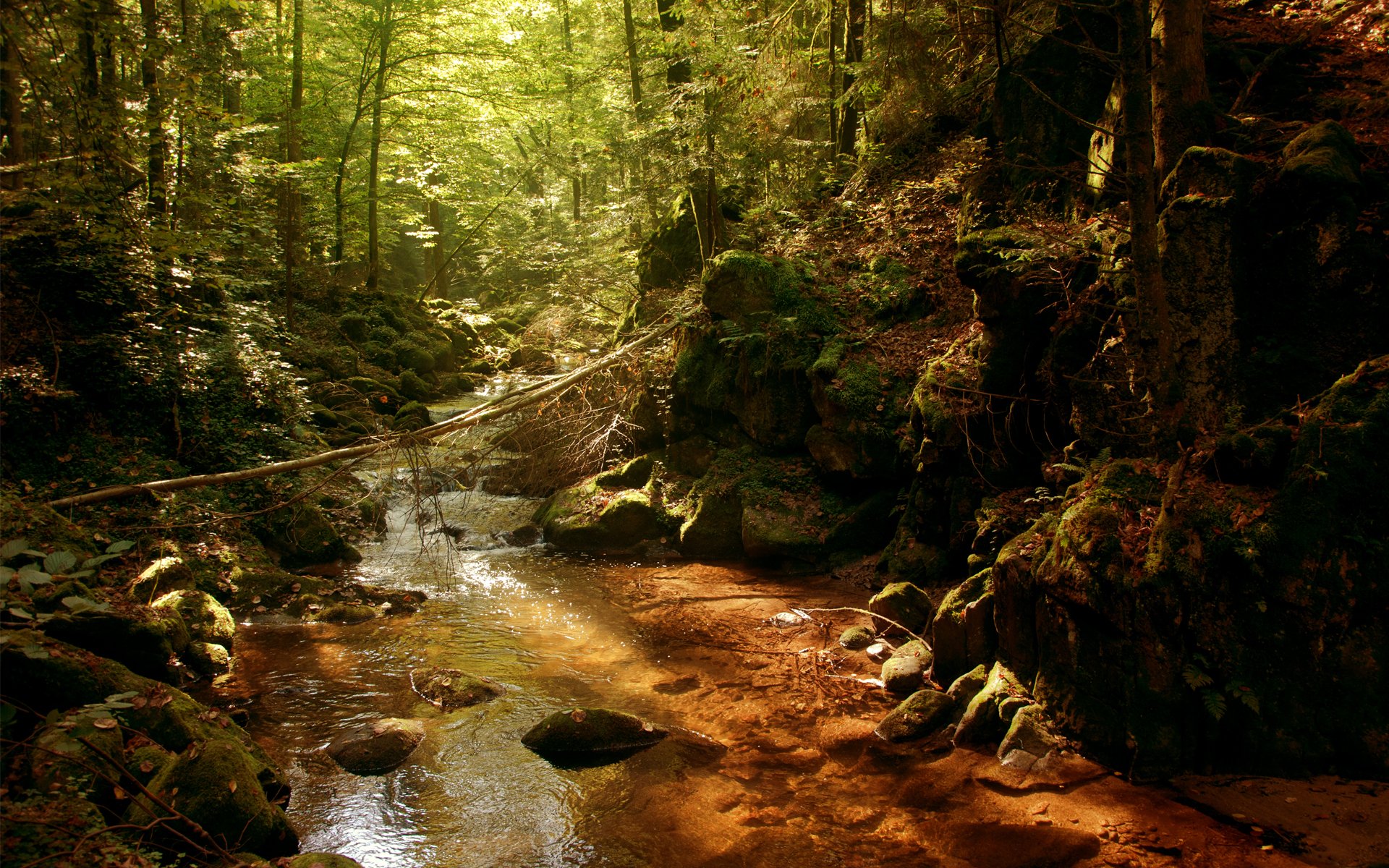 fiume fiume boschetto boschetti foresta sole