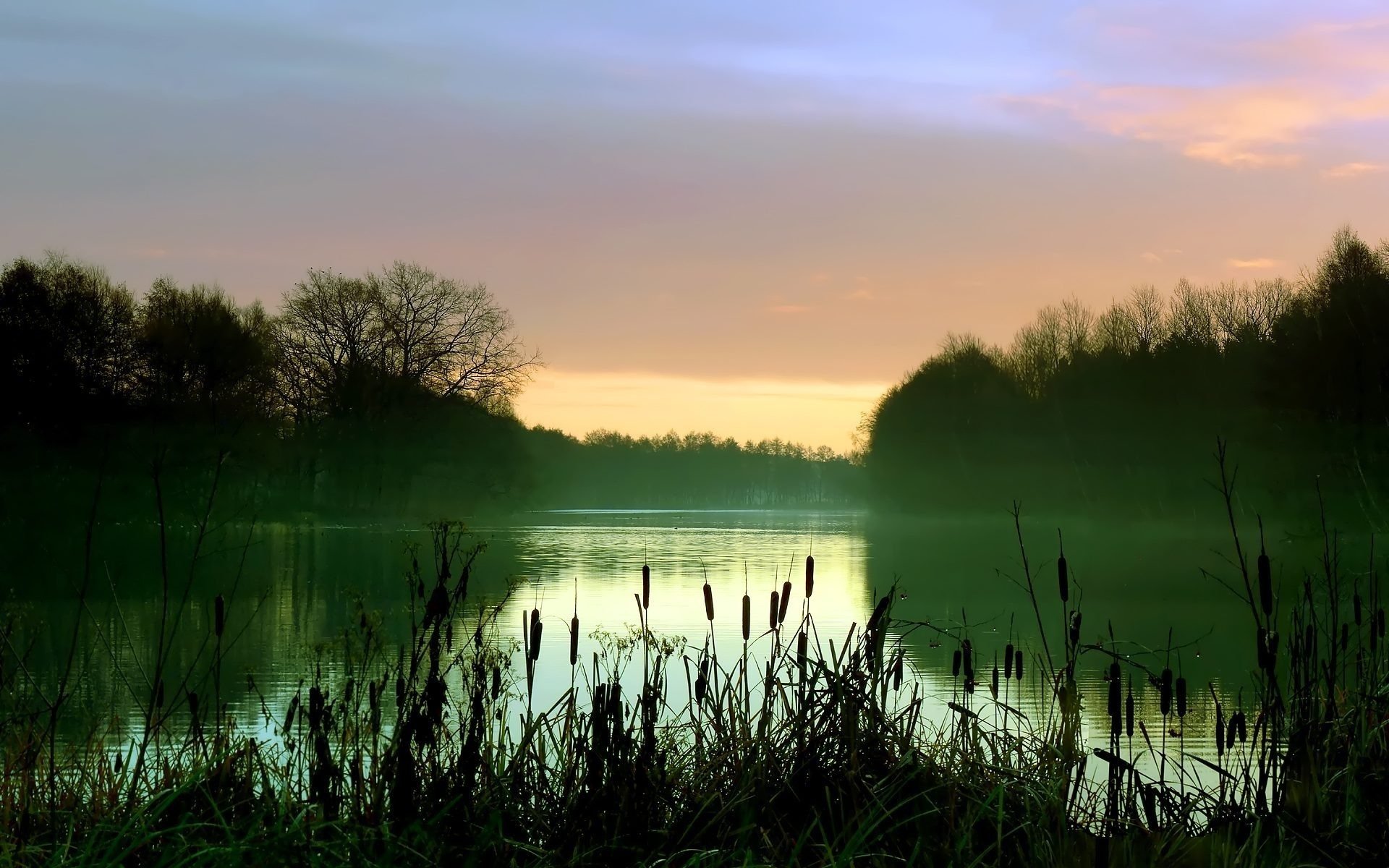 mañana lago niebla juncos