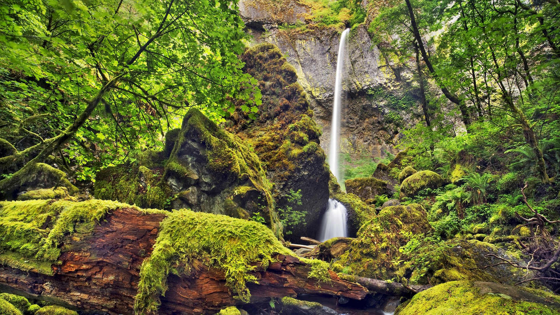 cascade rocher arbres pierres mousse