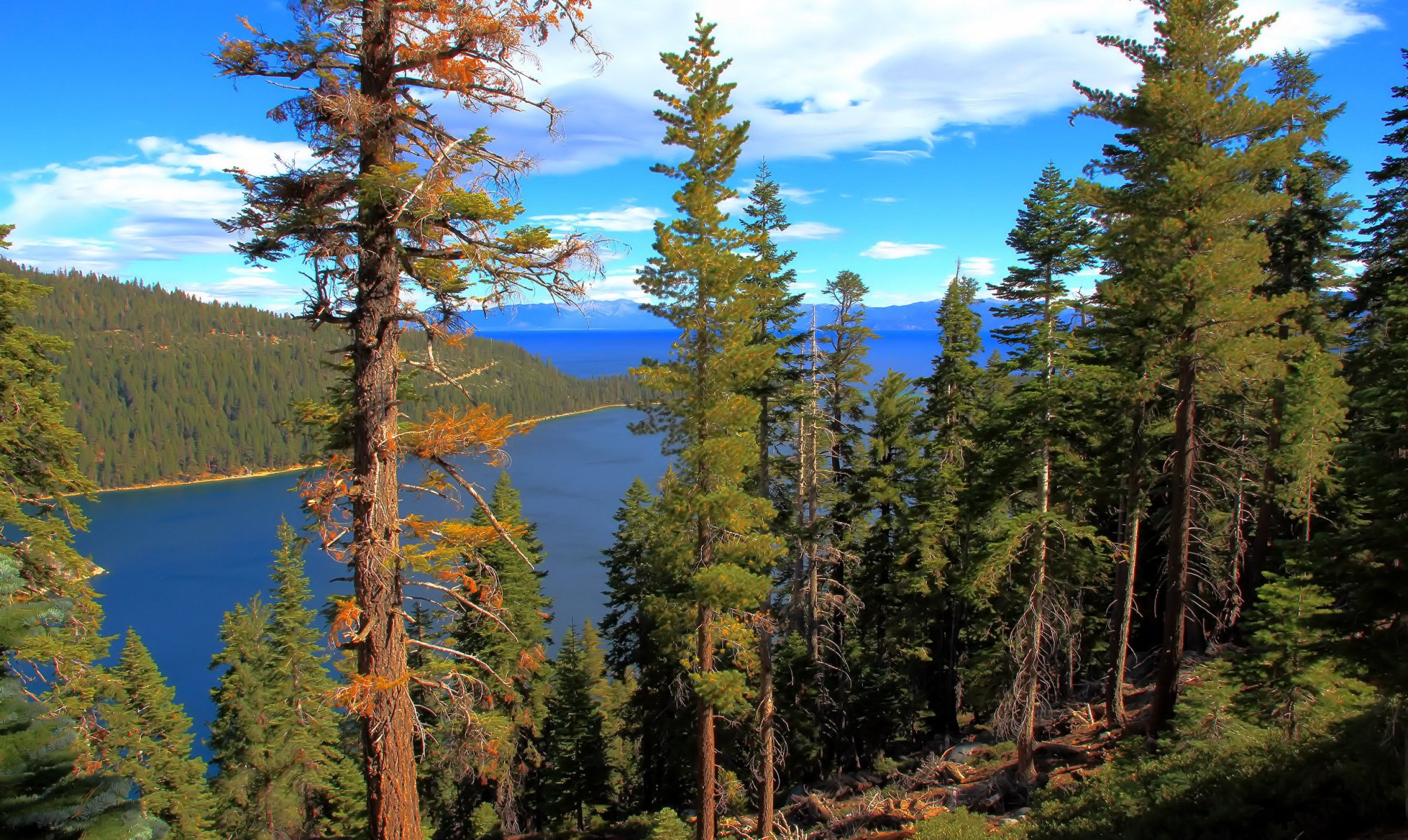 lac eau forêt lake tahoe californie