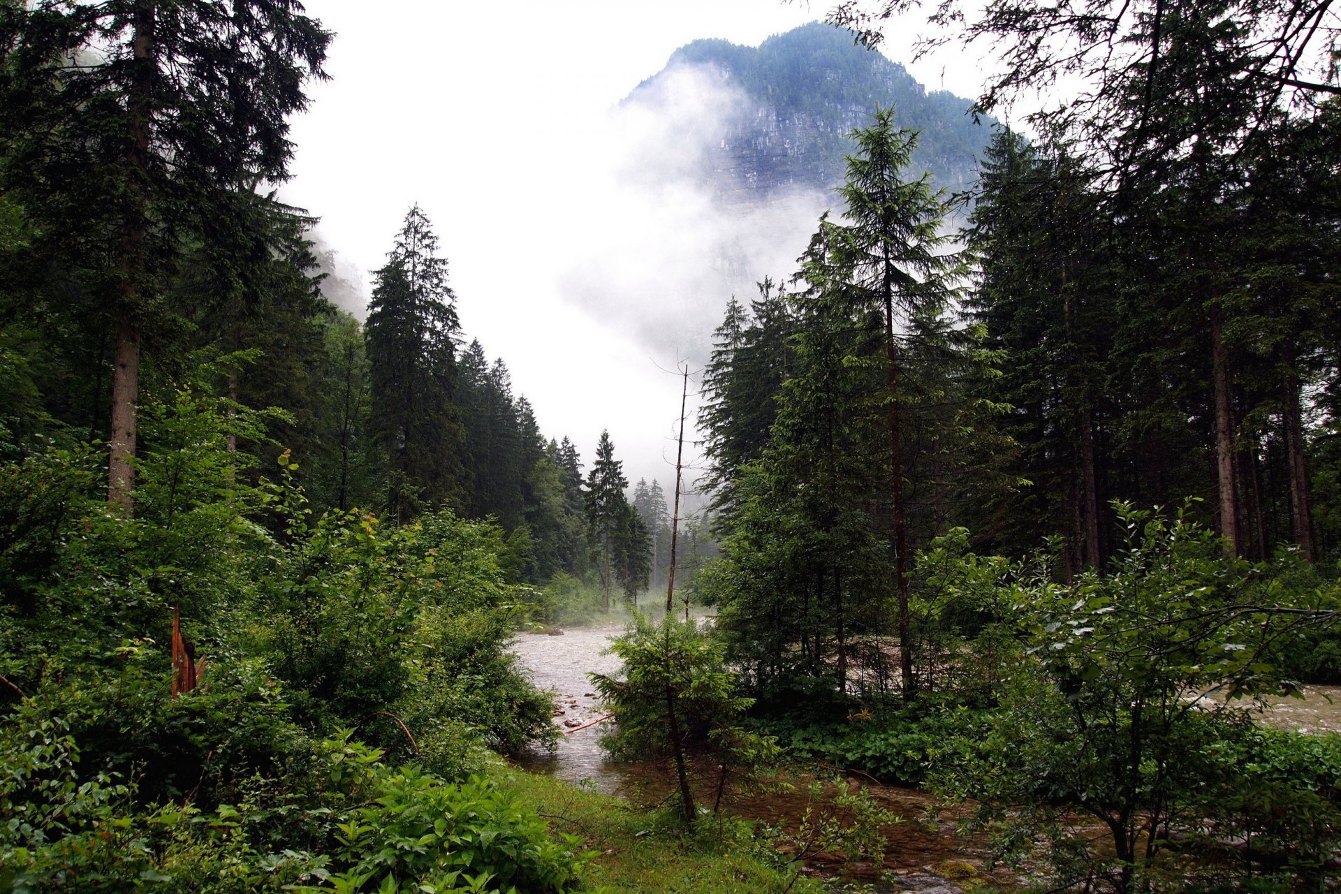 bosque río arroyo montaña niebla