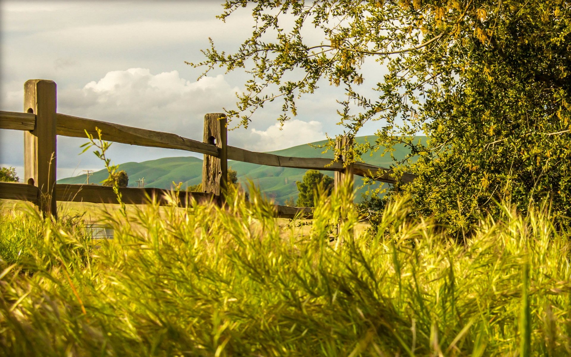 fence grass nature