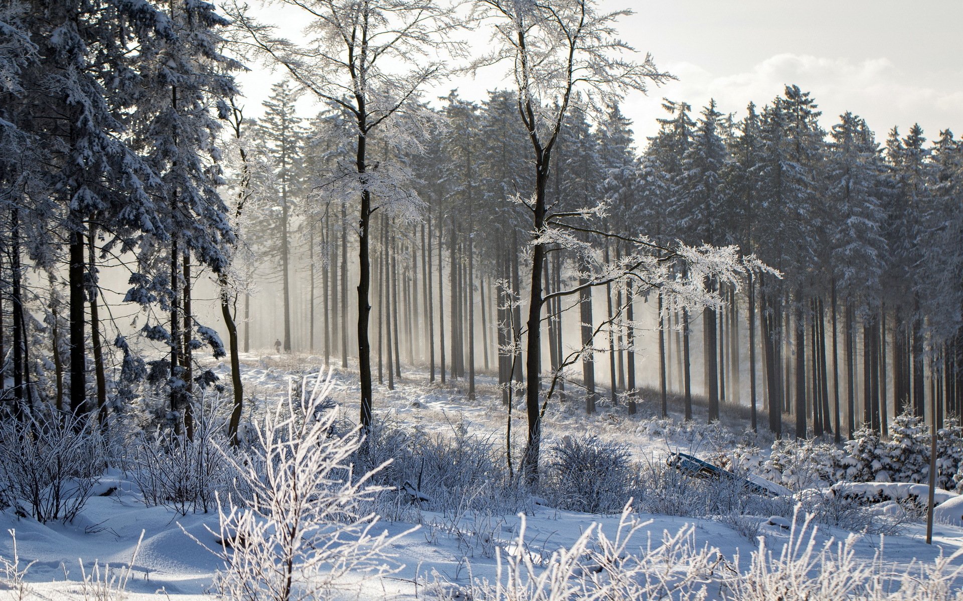 inverno foresta natura paesaggio