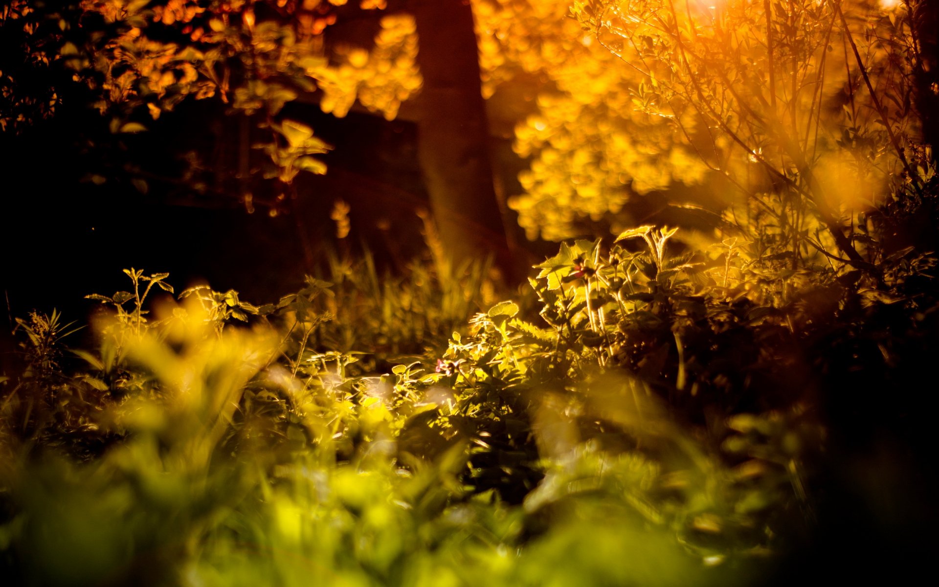 forêt été lumière nature