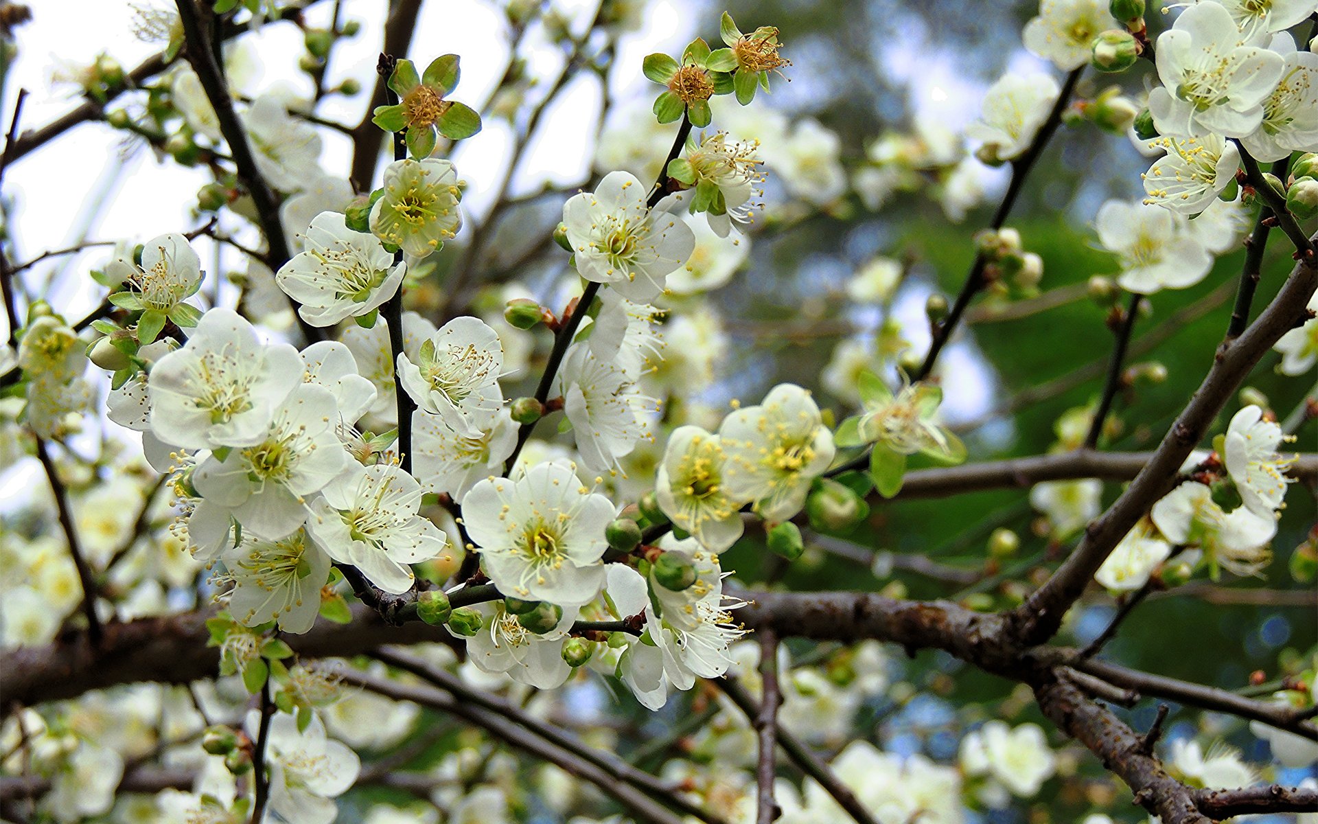 ramo albero fioritura fiori primavera fruttato