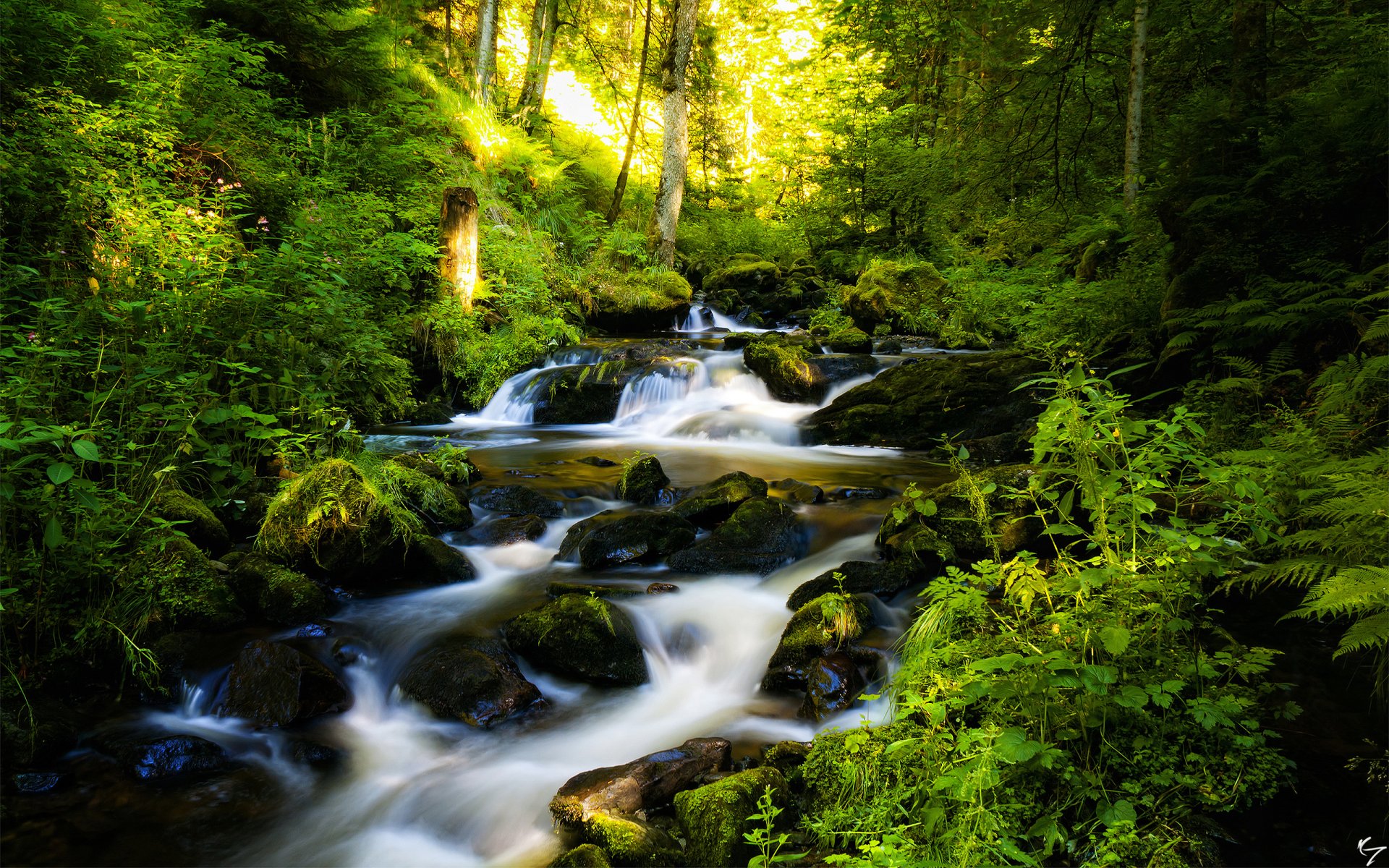 forest waterfall stones trees