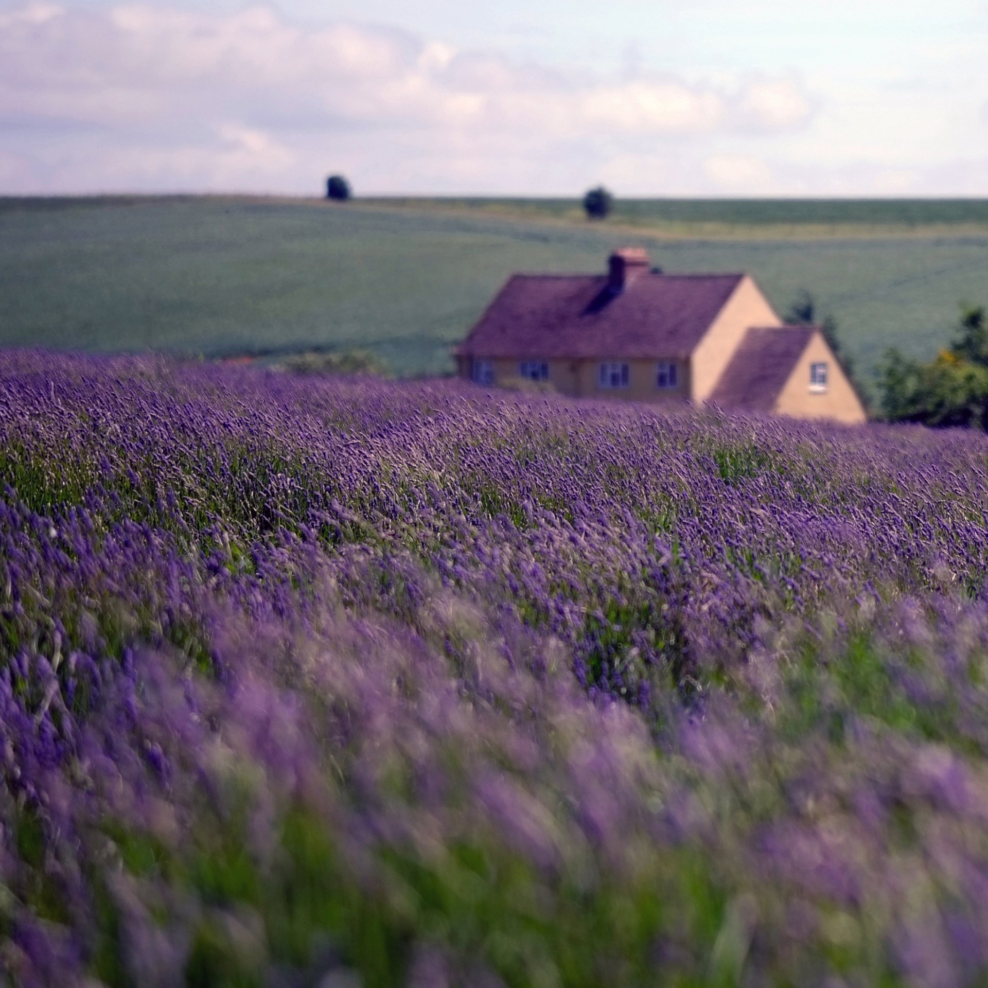 naturaleza inglaterra casa campo lavanda cielo nubes