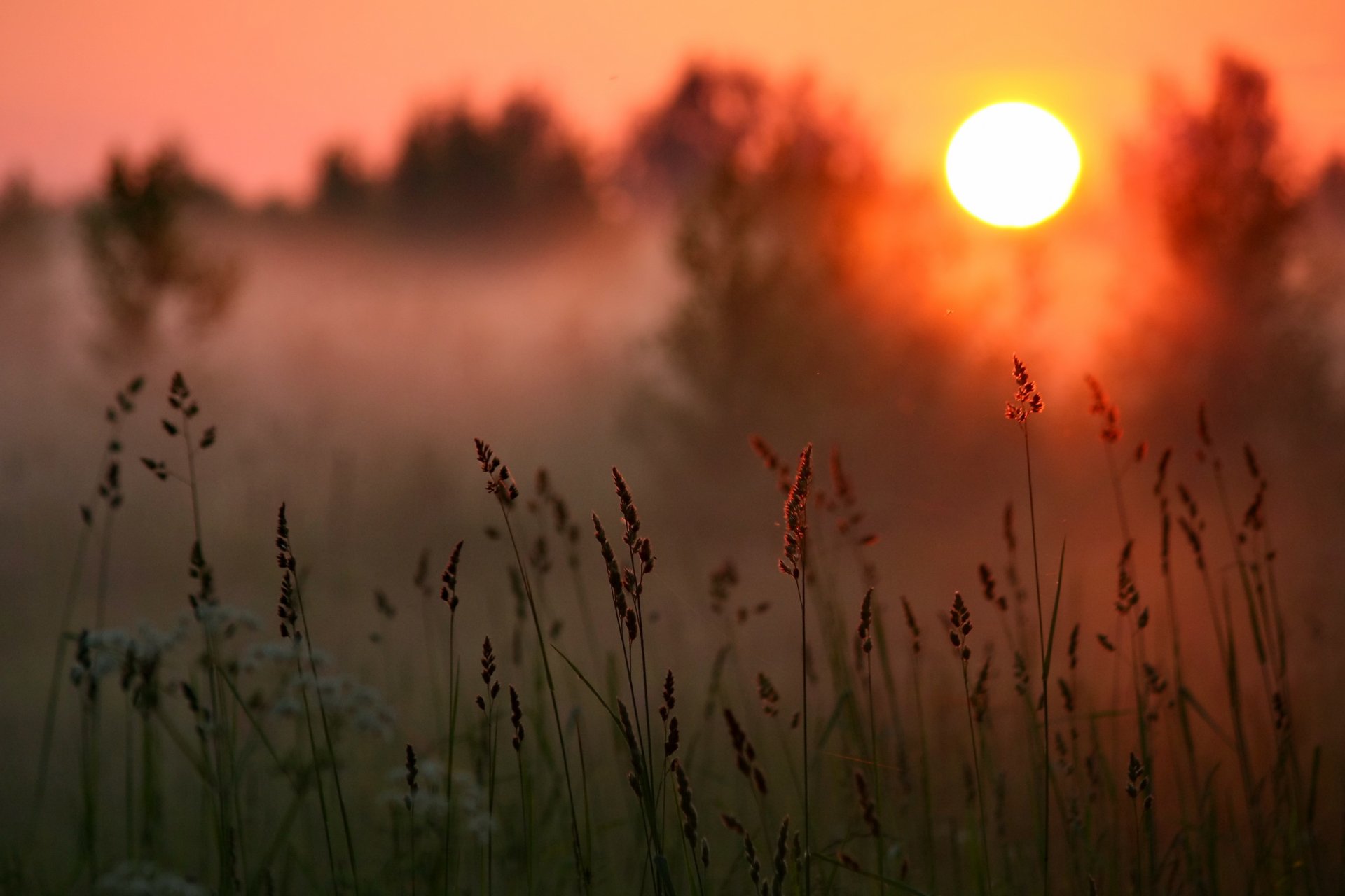 unset sun forest grass fog