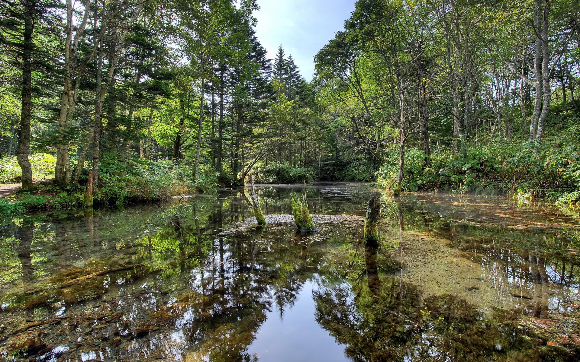 forest river summer nature