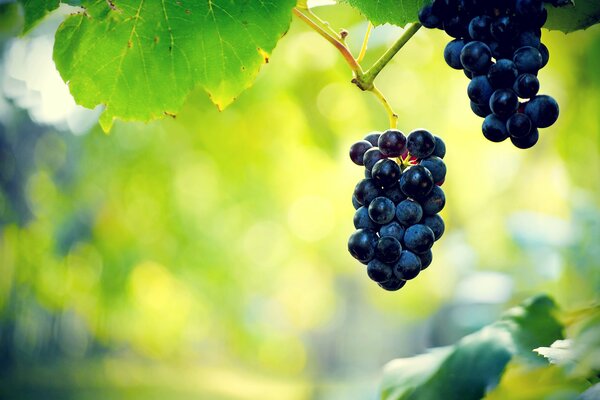 Kiście czarnych winogron w centrum uwagi na rozmytym zielonym tle