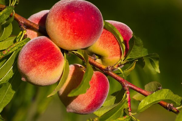 Fünf Pfirsiche reifen auf einem Ast