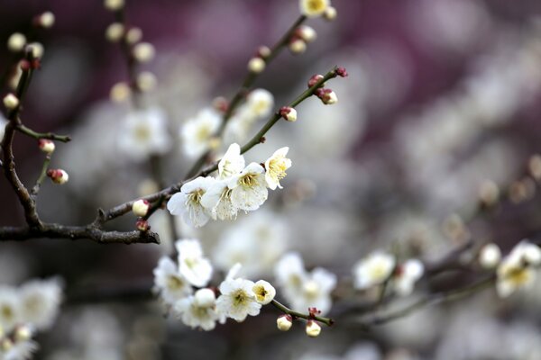 Arbre fruitier en fleurs au printemps