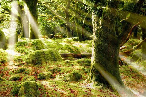 A green forest in the moss and rays of light among the tree trunks