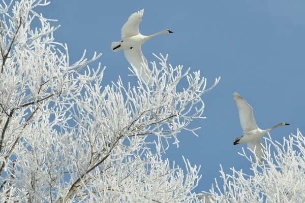 Latające Białe łabędzie na tle pokrytych iniem gałęzi drzew