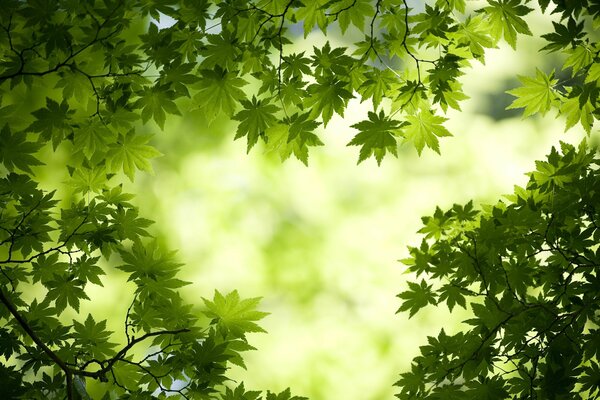 Foglie verdi succose in una foresta tranquilla