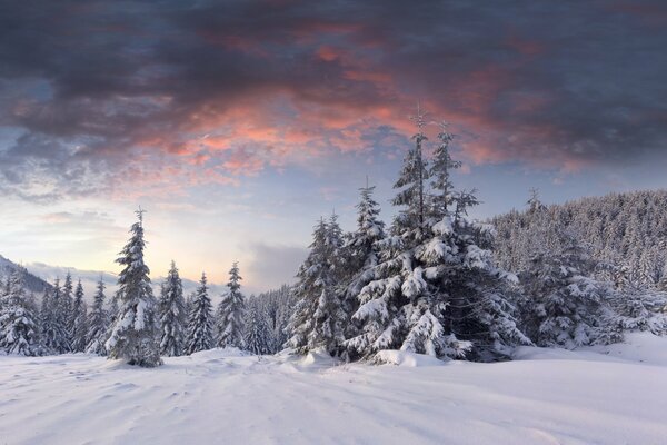 Alba nella foresta innevata invernale