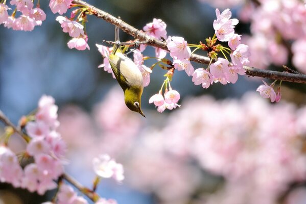 Es ist Zeit für die Frühlingsblüte der Bäume