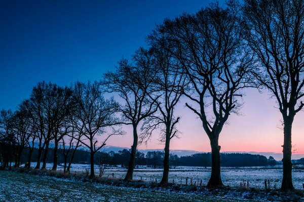 Beautiful grove with sunset view