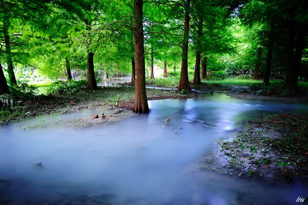 Árboles en el bosque, arroyo, niebla