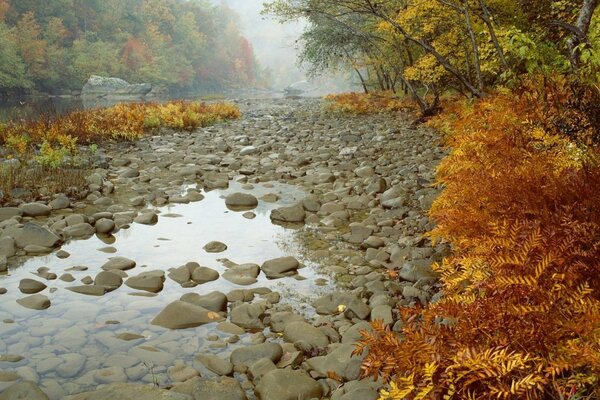 Ein ausgetrockneter Bergfluss im Wald