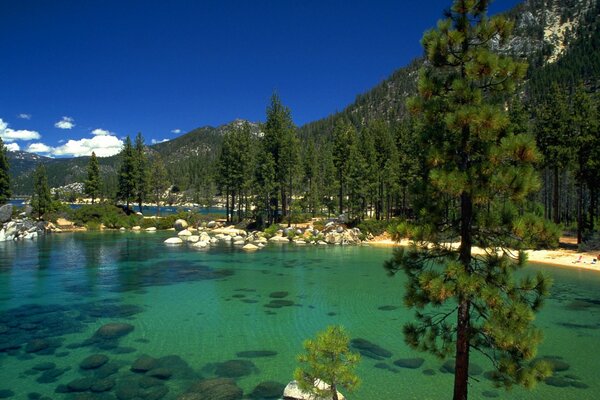 Bosque junto al lago. Cielo azul