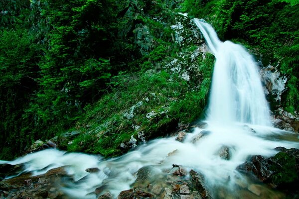 Ein weißer Wasserfall fließt durch die Felsen inmitten eines dichtgrünen Waldes