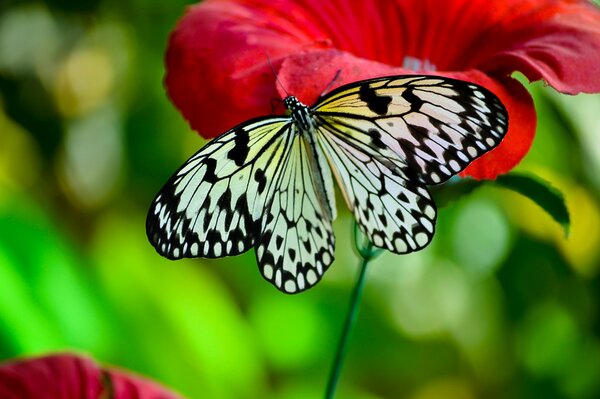 La mariposa se sienta en la amapola