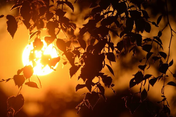 Foglie degli alberi al tramonto serale